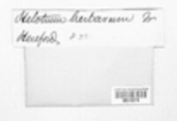 Calycina herbarum image